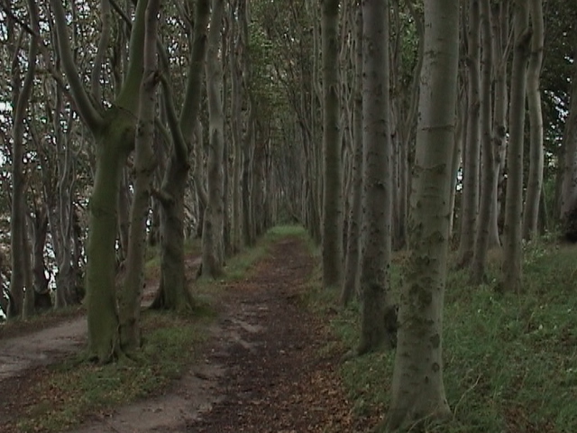 Durch den Küstenwald